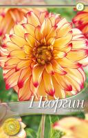 Георгина декоративная Леди Дарлин I/К