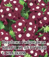 Вербена Кварц XP Бургунди с глазком, гибридная 250 шт.* сер. Профи Н14 Профессиональная упаковка