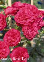 Фото Роза Starlet Rose Lola