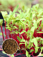 Свекла для проращивания 