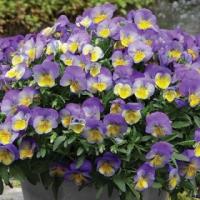 Виола ампельная Кул Вэйв Морфо, 100шт. Профессиональная упаковка