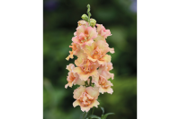 Фото Львиный зев Даблшот F1 Пич, Hem Genetics, фас. 1000