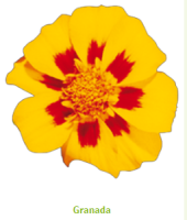 Фото Бархатцы отклоненные Диско Гранада, Benary, фас. 1000