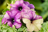 Петуния мультифлора Шейк F1 Блюберри, Hem Genetics, 100др