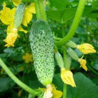 Огурец Игрушка F1 ® (10 шт.)