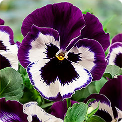 Фото Виола крупноцветковая Селло Виолет Фэйс, 100шт. Профессиональная упаковка Фото Виола крупноцветковая Селло Виолет Фэйс, 100шт. Профессиональная упаковка