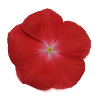 Катарантус Пацифика ХР Оранж, 1000 штук Профессиональная упаковка