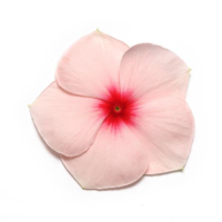 Катарантус Пацифика ХР Эприкот, 1000 штук Профессиональная упаковка