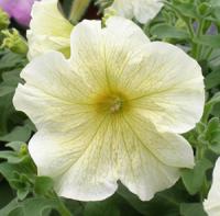 Петуния грандифлора Призм Саншайн, 100драже. Профессиональная упаковка