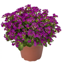 Фото Арабис кавказский Литл треже Дип Роуз, Syngenta, фас. 1000