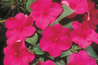 Фото Бальзамин Баланс F1 Бургунди, Hem Genetics, фас. 1000