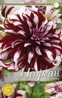 Георгина Тартан Декоративные
