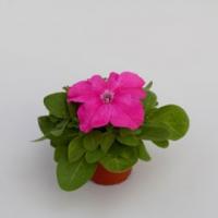 Петуния грандифлора Эспрессо Грандэ Пинк, 100шт. Профессиональная упаковка