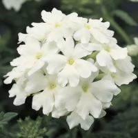 Фото Вербена Обсешн Вайт, Syngenta, 1 000шт