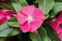 Фото Катарантус Хитвэйв Черри, Hem Genetics, фас. 1000