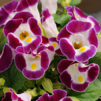 Фото Торения Каваи Бургунди, 1000 драже Профессиональная упаковка