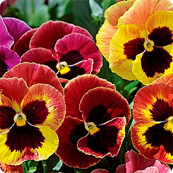 Фото Виола крупноцветковая Маммот Сангрия Пунш, 100 шт. Профессиональная упаковка