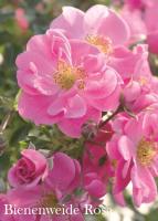 Фото Роза Bienenweide Rosa