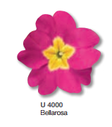 Примула высокая Крещендо Беллароза, 250шт. Профессиональная упаковка