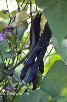 Фасоль вьющаяся Блюхильда фермерская фас. 25г