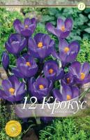 Фото Крокус Флавер Рекорд