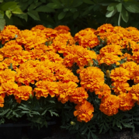 Бархатцы отклонённые Хэппи Оранж, 1000 detailed Профессиональная упаковка