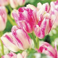 Фото Тюльпан многоцветковый Дрим Клаб
