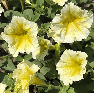 Фото Петуния мультифлора Джоконда Лайм Еллоу, 100шт. Профессиональная упаковка
