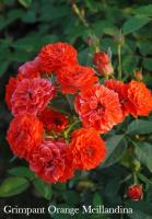Роза Grimpant Orange Meillandina