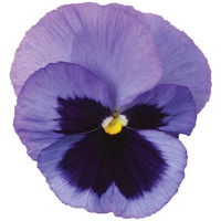 Виола крупноцветковая Спринг Матрикс Оушен, 100шт. Профессиональная упаковка