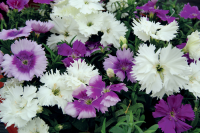 Фото Гвоздика Диана F1 Лавендина Микс, Hem Genetics, фас. 1000