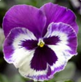 Виола крупноцветковая Дельта Спиди F1 Виолет энд Вайт, 100шт. Профессиональная упаковка