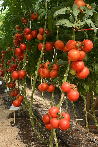 Фото Томат Румяный шар F1 (А) (ЦВ) 10шт