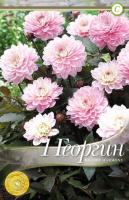 Георгина Мелоди Хармони Декоративные бордюрная