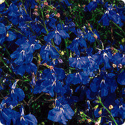 Фото Лобелия ампельная Регата Марин Блю, 100 шт. Профессиональная упаковка