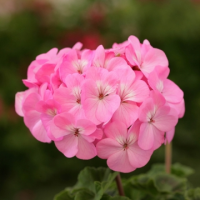 Пеларгония зональная Дансер Пинк, 100 штук Профессиональная упаковка