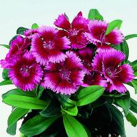 Гвоздика Чиба Кримсон Пикоти, 250шт. Профессиональная упаковка