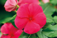 Фото Катарантус ампельный Солар Эваланш Ред, Hem Genetics, фас. 1000