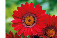 Фото Газания Энорма Ред виз Ринг, Hem Genetics, фас. 1000