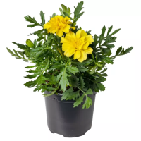 Фото Бархатцы отклоненные Алюмиа Крем Брюле, Floranova, фас. 1000