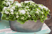 Фото Агератум Кона F1 Вайт, Hem Genetics, фас. 1000