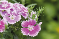 Фото Гвоздика Чиба F1 Лилак Пикоти, Hem Genetics, фас. 1000