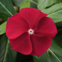 Катарантус Пацифика ХР Крэнберри, 1000 штук Профессиональная упаковка