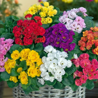 Примула махровая Примлет Микс, 100шт. Профессиональная упаковка