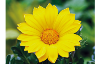 Фото Газания Энорма Еллоу, Hem Genetics, фас. 1000