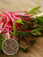 Мангольд для проращивания 