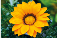 Фото Газания Энорма Оранж виз Ринг, Hem Genetics, фас. 1000