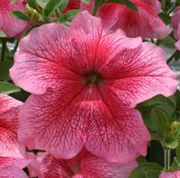 Петуния грандифлора Призм Стравберри Сандай, 100шт. Профессиональная упаковка