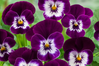 Фиалка рогатая Корина F1 Виолет Ай, Hem Genetics, фас. 100
