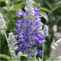 Сальвия мучнистая Страта 1000 шт. Профессиональные семена